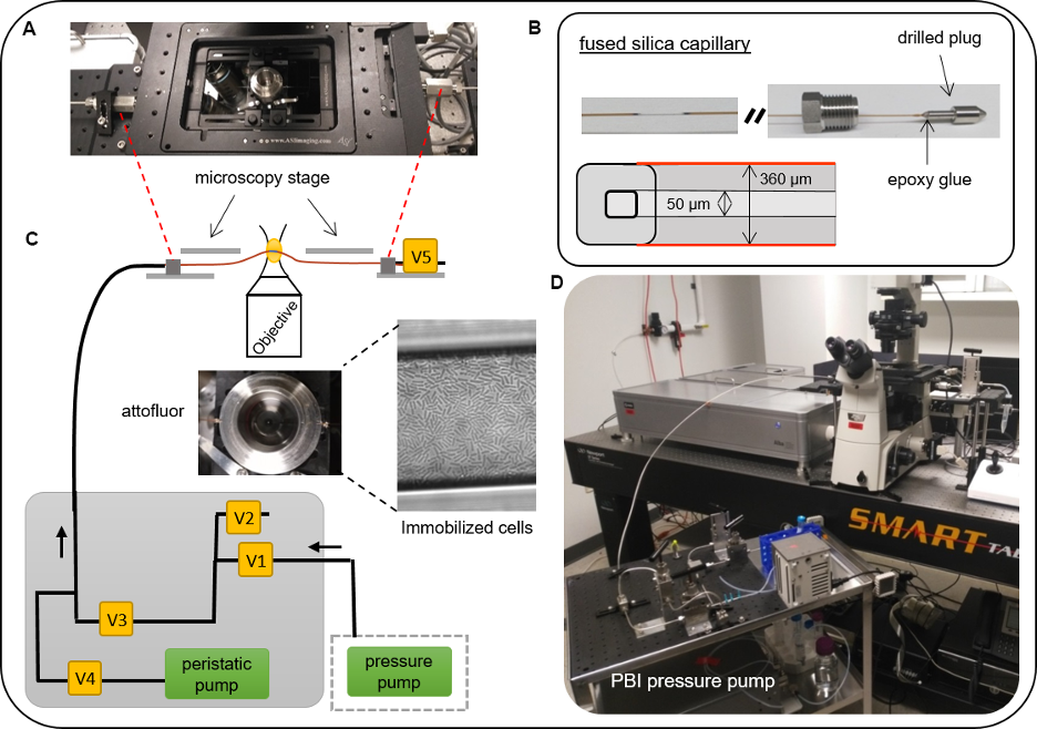 Variable Pressure Capillary-based high pressure system for live cell, high resolution microscopy. 