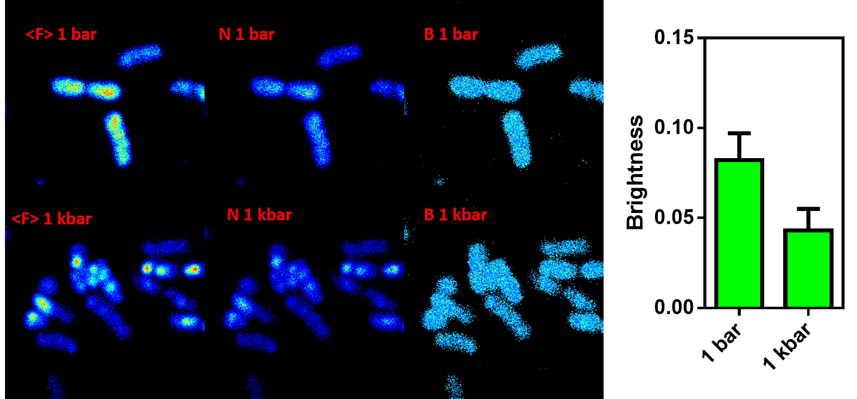 Variable Pressure/Variable Temperature Microscopy Typical Results