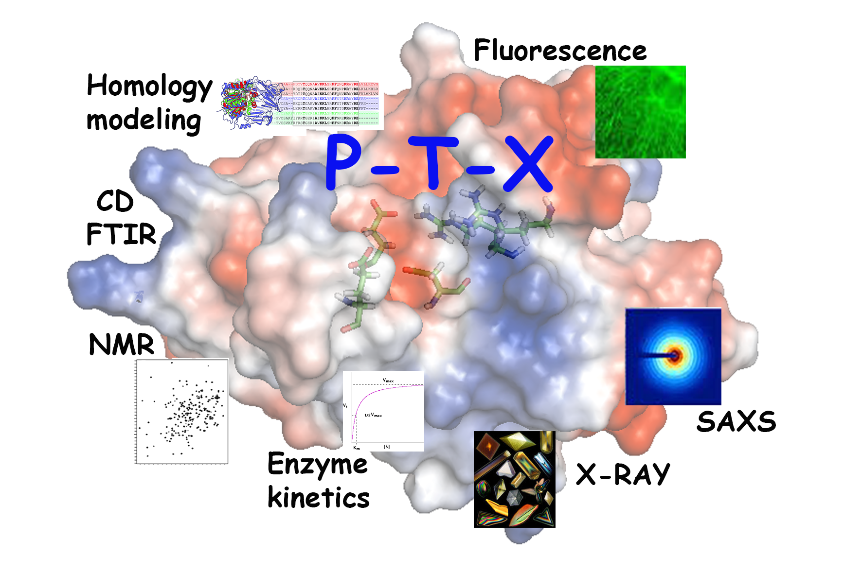 Homology modeling and Enzyme Kinetics 